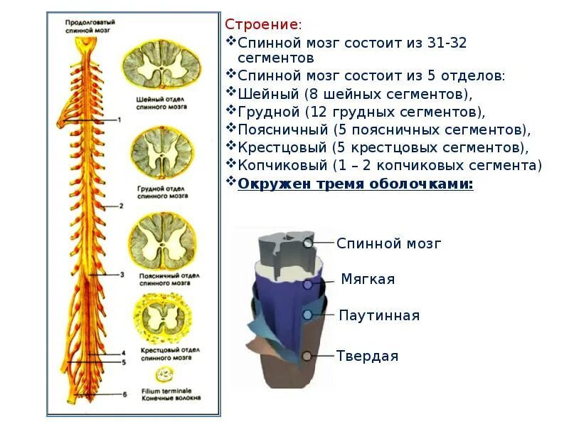 Спинной мозг вегетативные функции. Строение и функции спинного мозга мозга таблица. Структура и функции спинного мозга. Нервная система схема спинного мозга. Спинной мозг строение и функции.