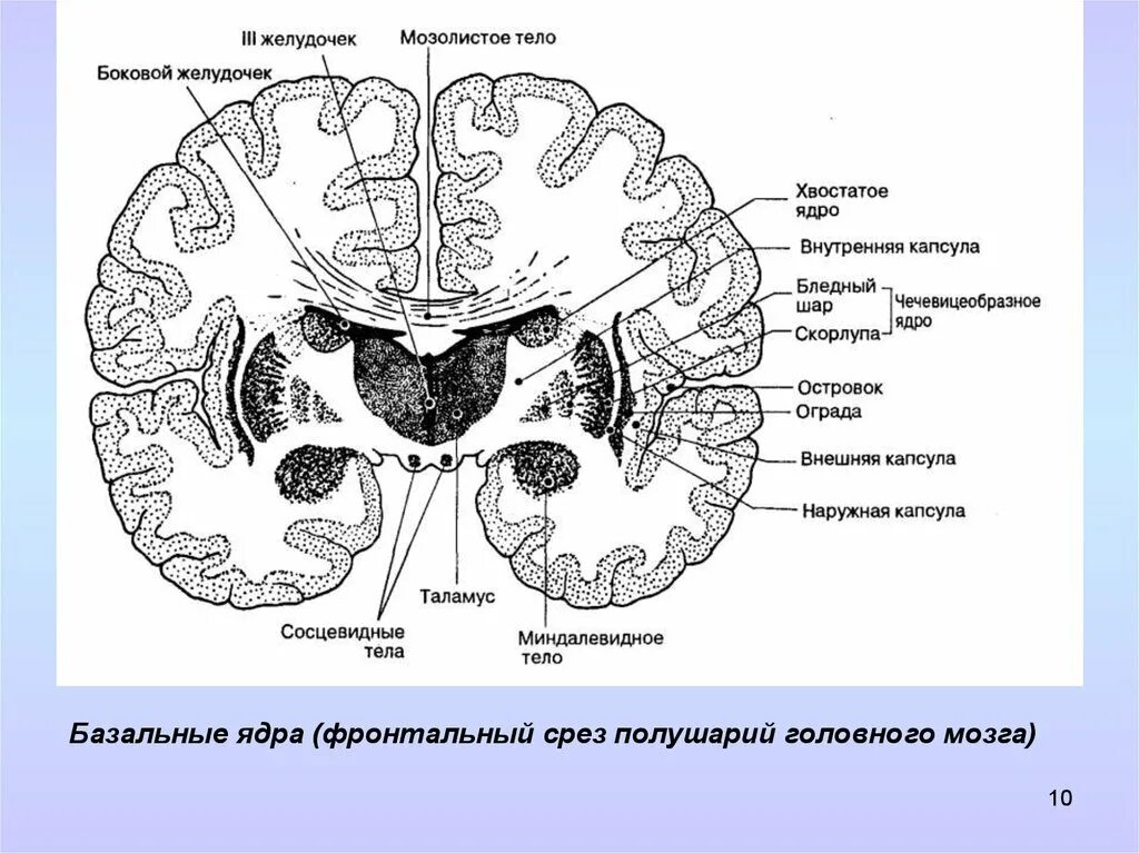 Ядра мозга образованный. Схема базальных ядер головного мозга. Строение головного мозга фронтальный срез. Подкорковые ядра головного мозга схема. Базальные ядра конечного мозга строение.