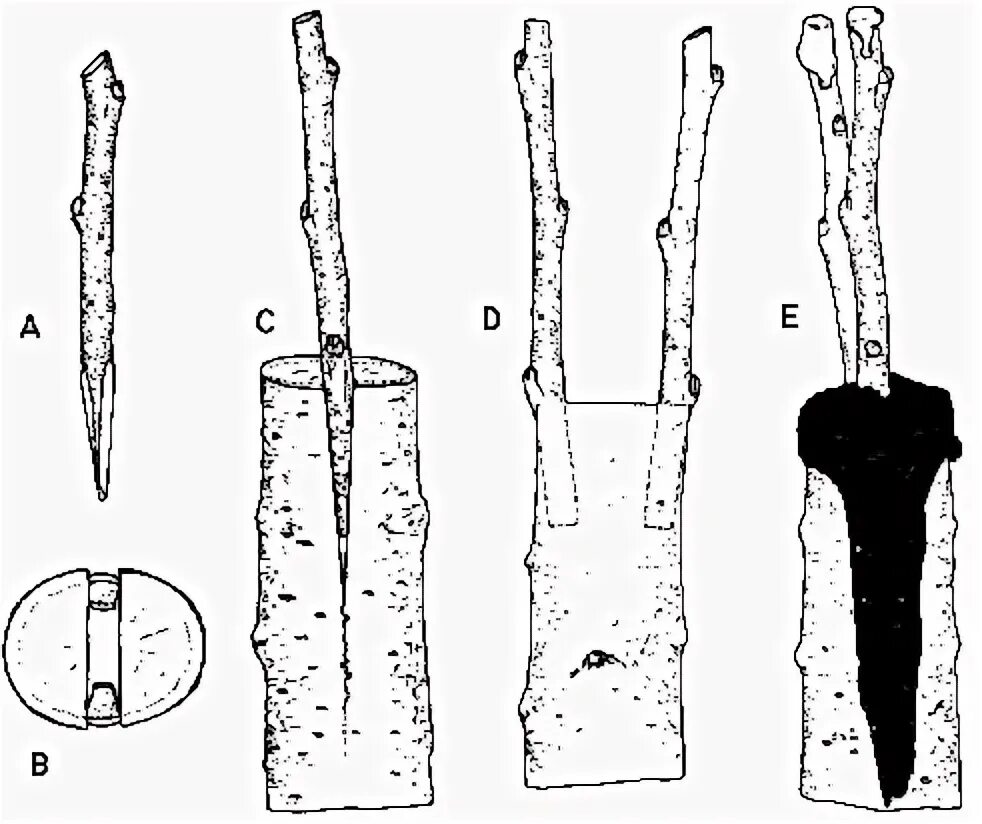 Срез черенка. Прививка в расщеп плодовых деревьев. Прививка яблони врасщеп. Прививка яблони подвой привой. Прививка яблони весной в расщеп.