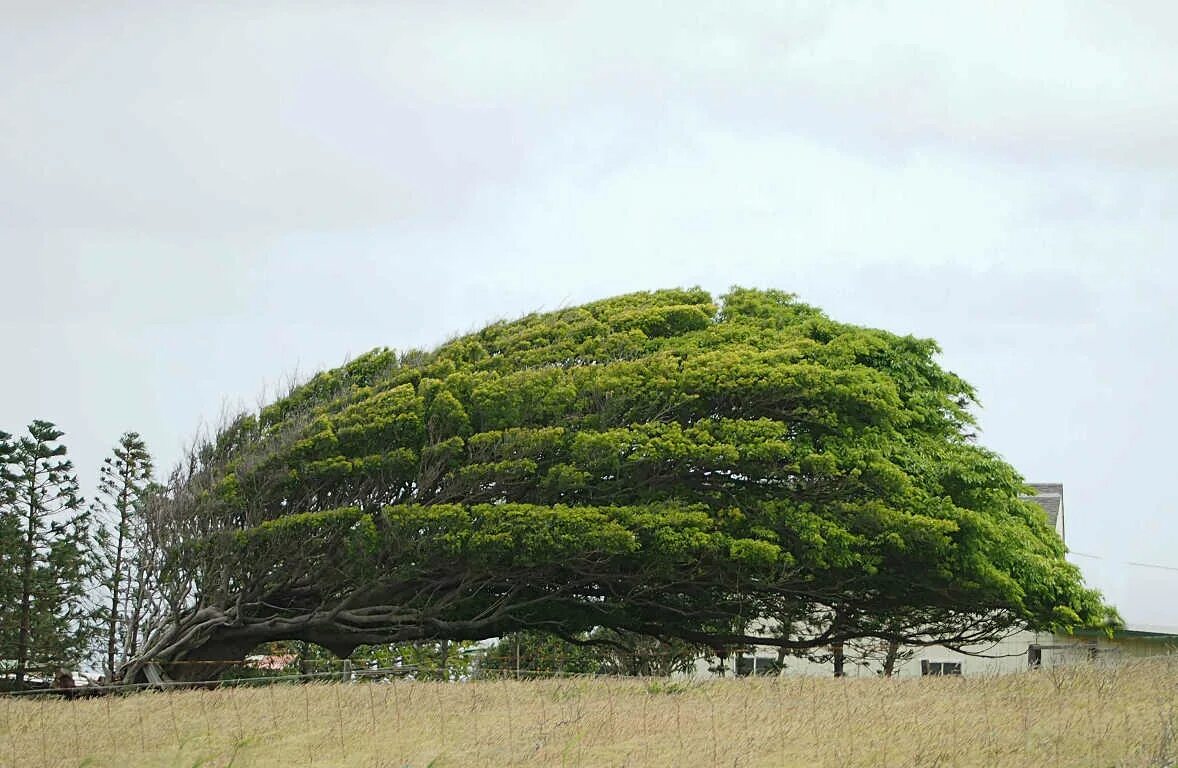 Растущее дерево видео. Южные быстрорастущие деревья. Ohekiko’Ola дерево. Иолантус дерево. Зонтичные акации в Австралии.