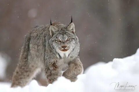 Красноярские рыси сибирские