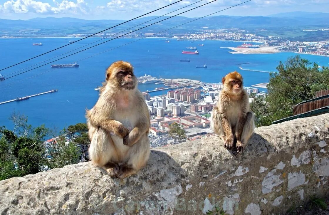 Скала обезьяна. Гибралтар обезьяны маготы. Гибралтарский макак. Гибралтар Обезьянья гора. Гибралтарская скала обезьяны.