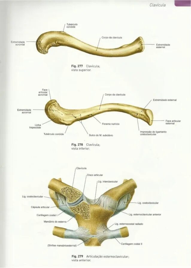 Linea trapezoidea claviculae
