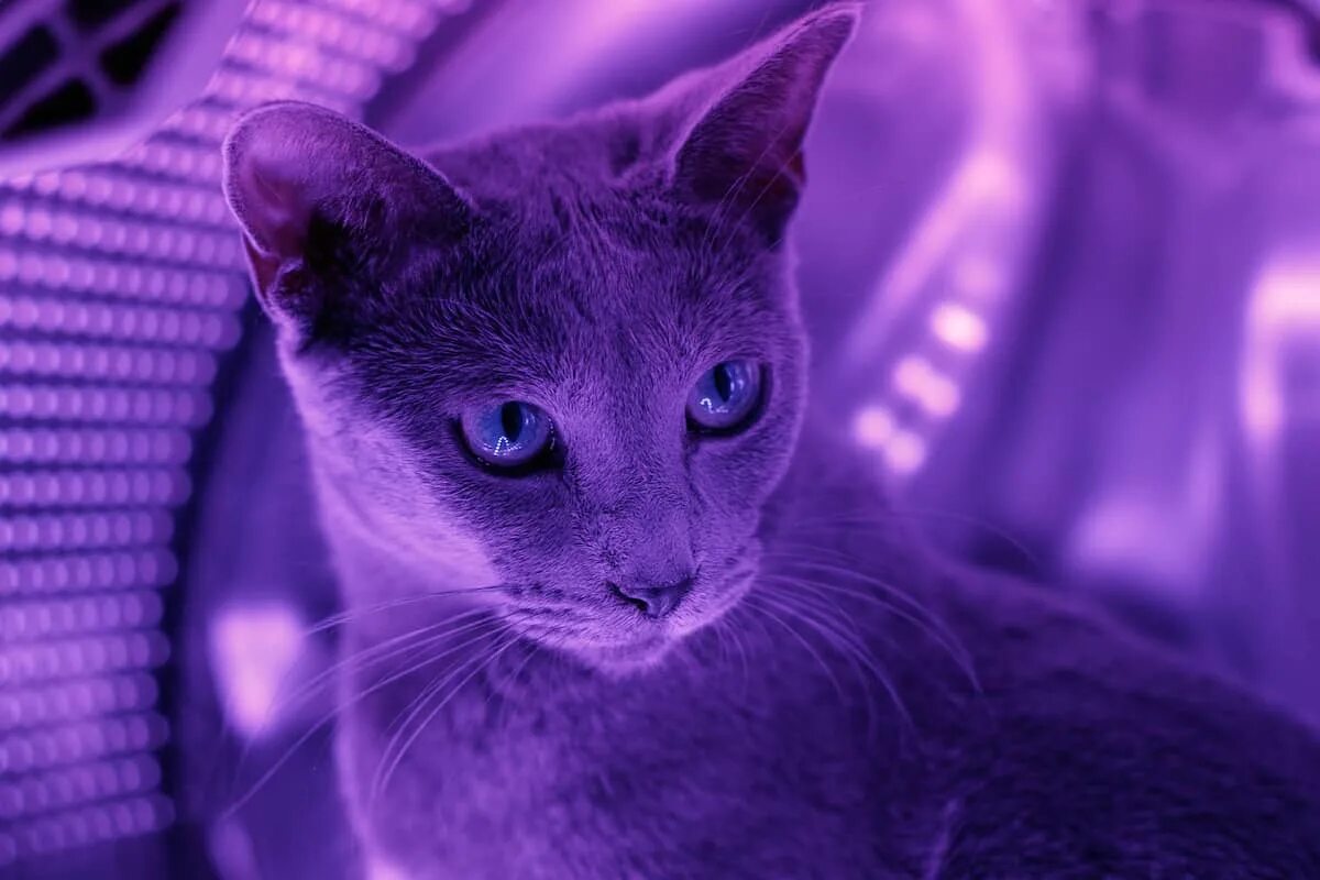 Фиолетовая кошка. Включи purple cat. Фиолетовый котенок. Фиолетовый котенок. Фиолетовый кот.