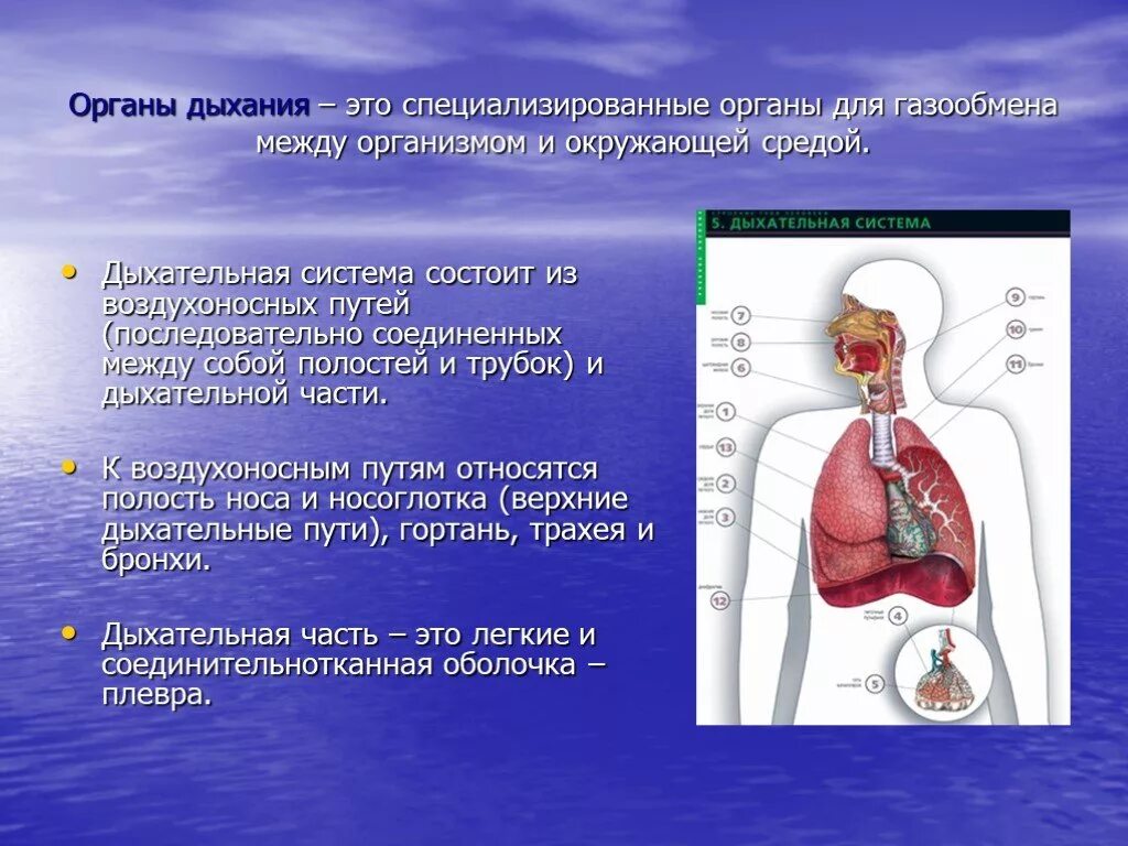 Дыхание и память 18 глава. Органы дыхания. Презентация на тему дыхание. Интересные факты о дыхательной системе. Органы дыхания для презентации.