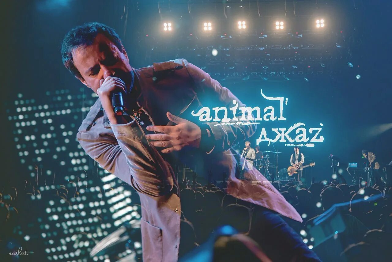 Animal Jazz группа. Animal ДЖАZ. Группа animal ДЖАZ 2007. Animal ДЖАZ 2000 год. Animals концерт