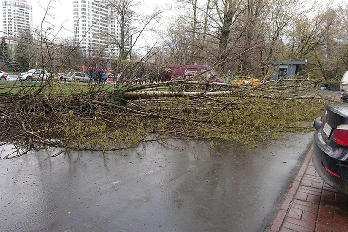 Ветер в москве деревья. Ураган в Москве. В Москве упало дерево. Упавшее дерево в городе. На девочку упало дерево Москва.