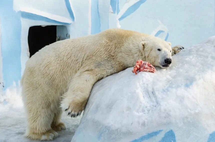 Полярный медведь описание. Белый медведь вес и рост. Сообщение о белом медведе. Сообщение о белом медведе. Полярный медведь с медвежонком.