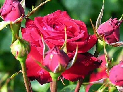 Beautiful roses have