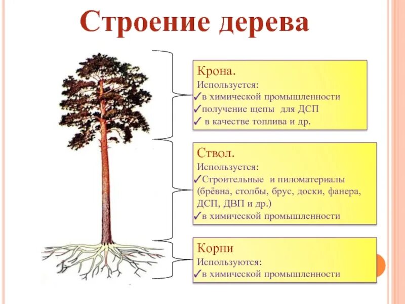 Какие функции выполняет ствол. Строение дерева. Название частей дерева. Строение дерева и древесины. Строение дерева схема.