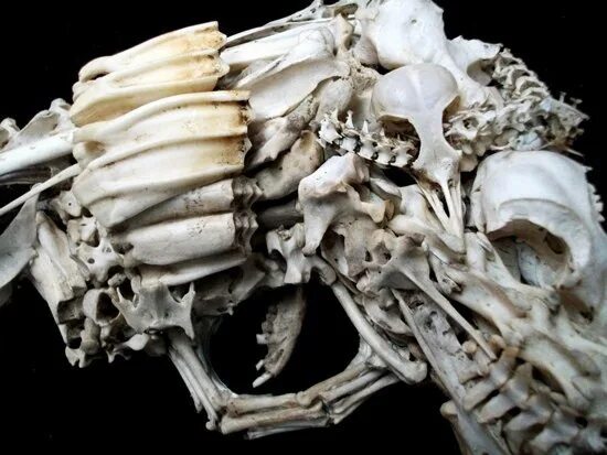 Что можно сделать из костей. ФРАГМЕНТЫ костей животных. Доспех из костей. Броня из костей животных.