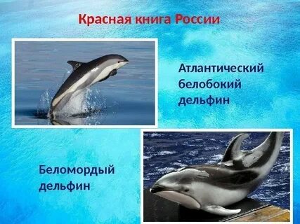 Дельфин из красной книги