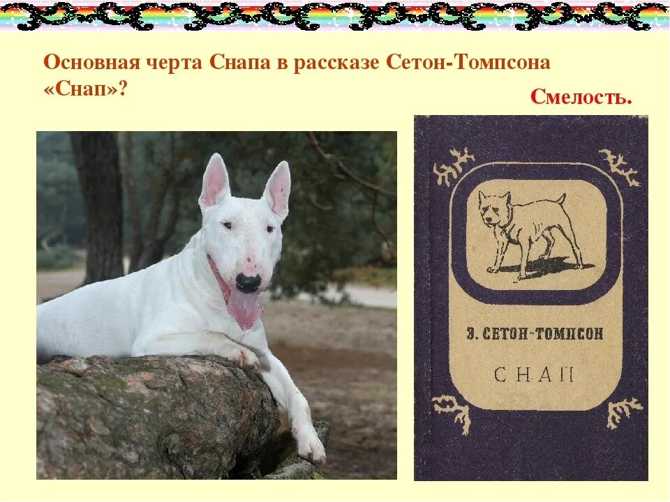 Рассказы снап. Бультерьер снап. снап сетон томпсон бультерьер. сетон томпсон снап иллюстрации.