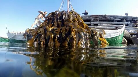 Архангельские водоросли