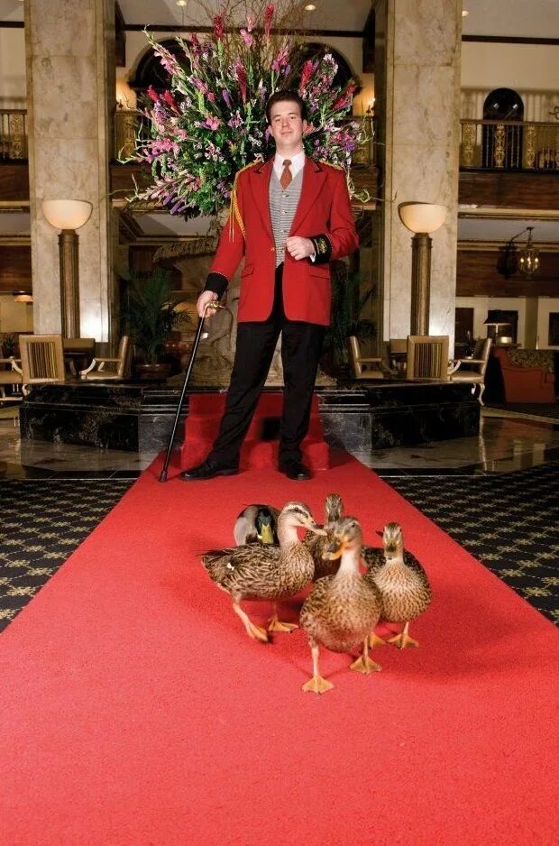 Утка в отеле. Плащ готель. Домашние утки. Peabody hotel. Ducks hotel.