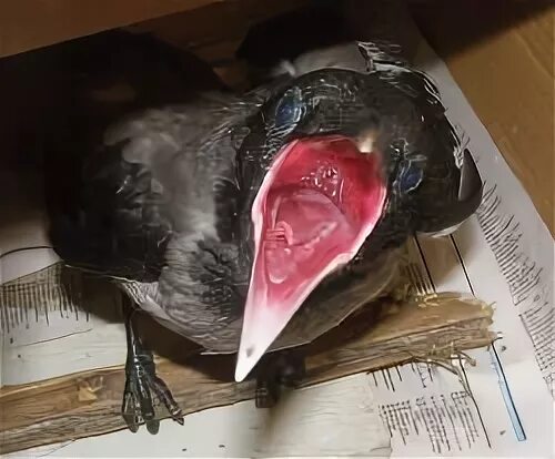 Язык ворон
