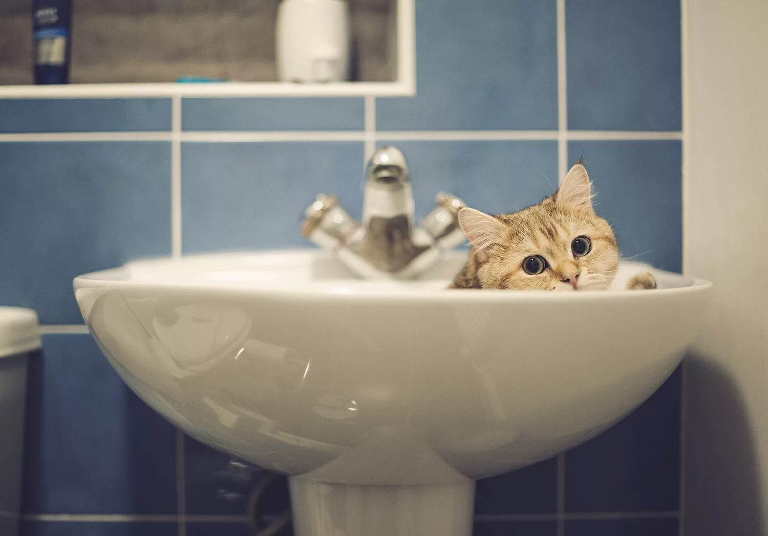 Кот под ванной. Котик в ванной. кошка в ванной. кот и кран. кот в раковине.