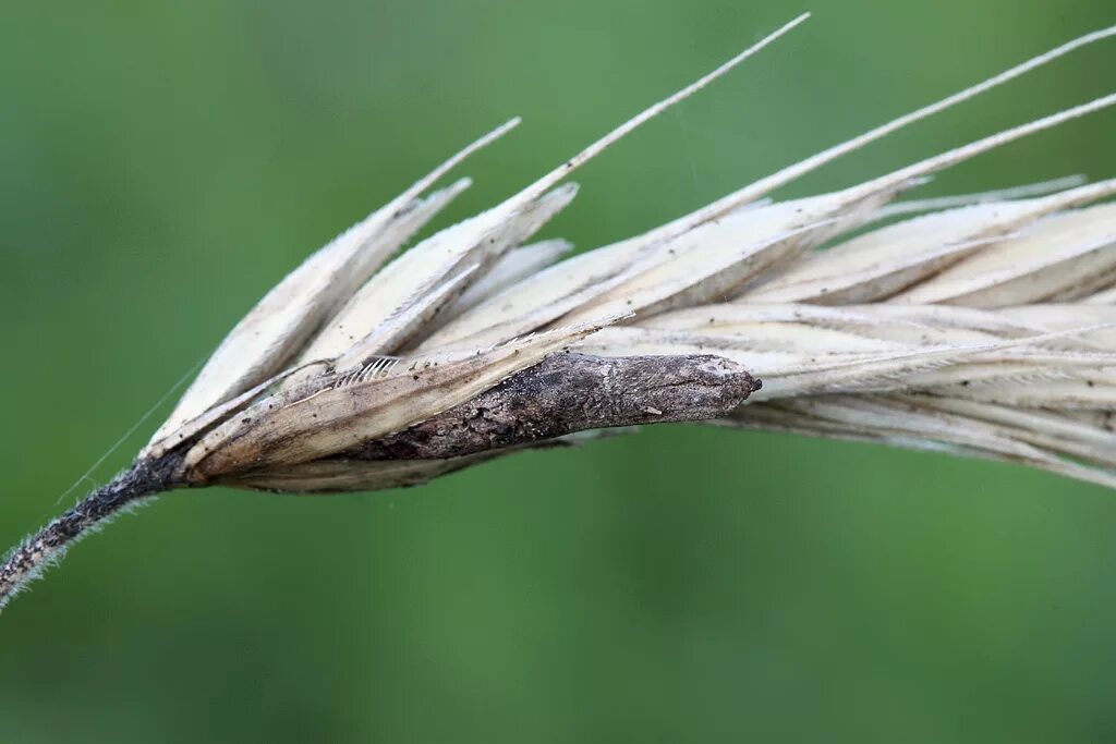 Спорынья (Claviceps purpurea). Спорынья (Claviceps purpurea Tulasne).. Claviceps purpurea – спорынья пурпурная. Спорынья злаков - Claviceps purpurea.