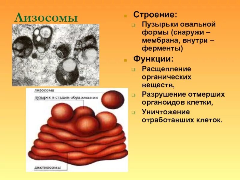 Строение органоида лизосомы. Лизосомы это в биологии 8 класс. Везикулы и лизосомы. Строение лизосомы клетки.