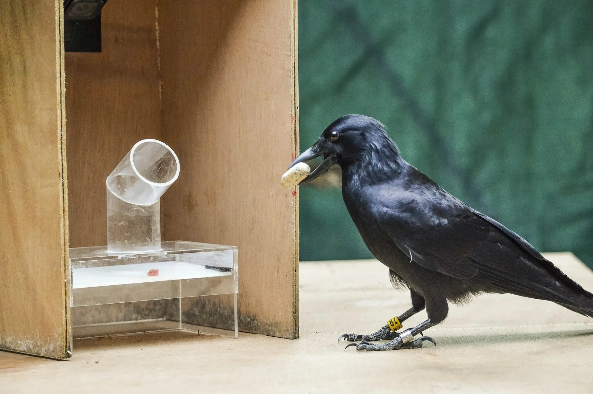 Crow не работает