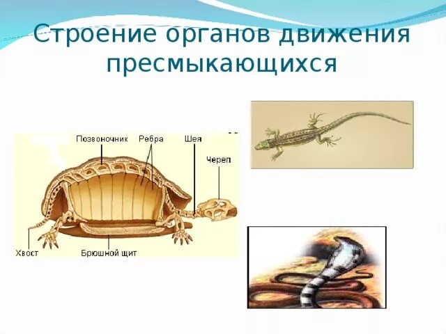 Передвижение позвоночных. Класс пресмыкающиеся органы передвижения. органы передвижения пресмыкающихся 7 класс. способы передвижение пресмыкающиеся 7 класс. органы движения земноводных и пресмыкающихся.