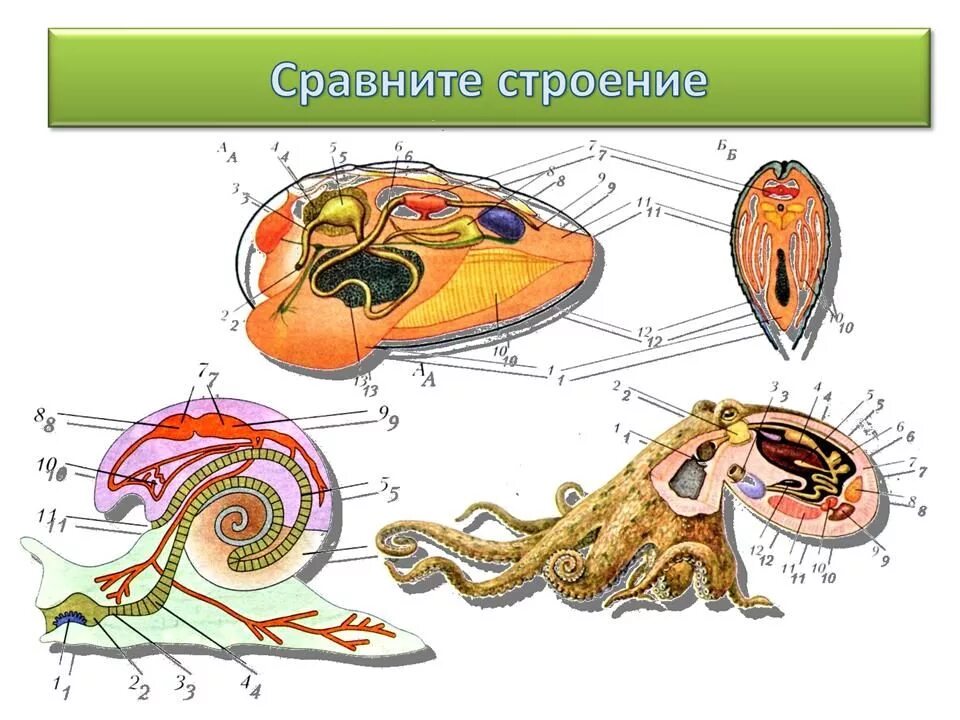 Моллюски общее строение. Тип моллюски 7 класс биология строение. Внутреннее строение моллюсков. Строение моллюска 7 класс биология. Строение моллюсков 7 класс биология.