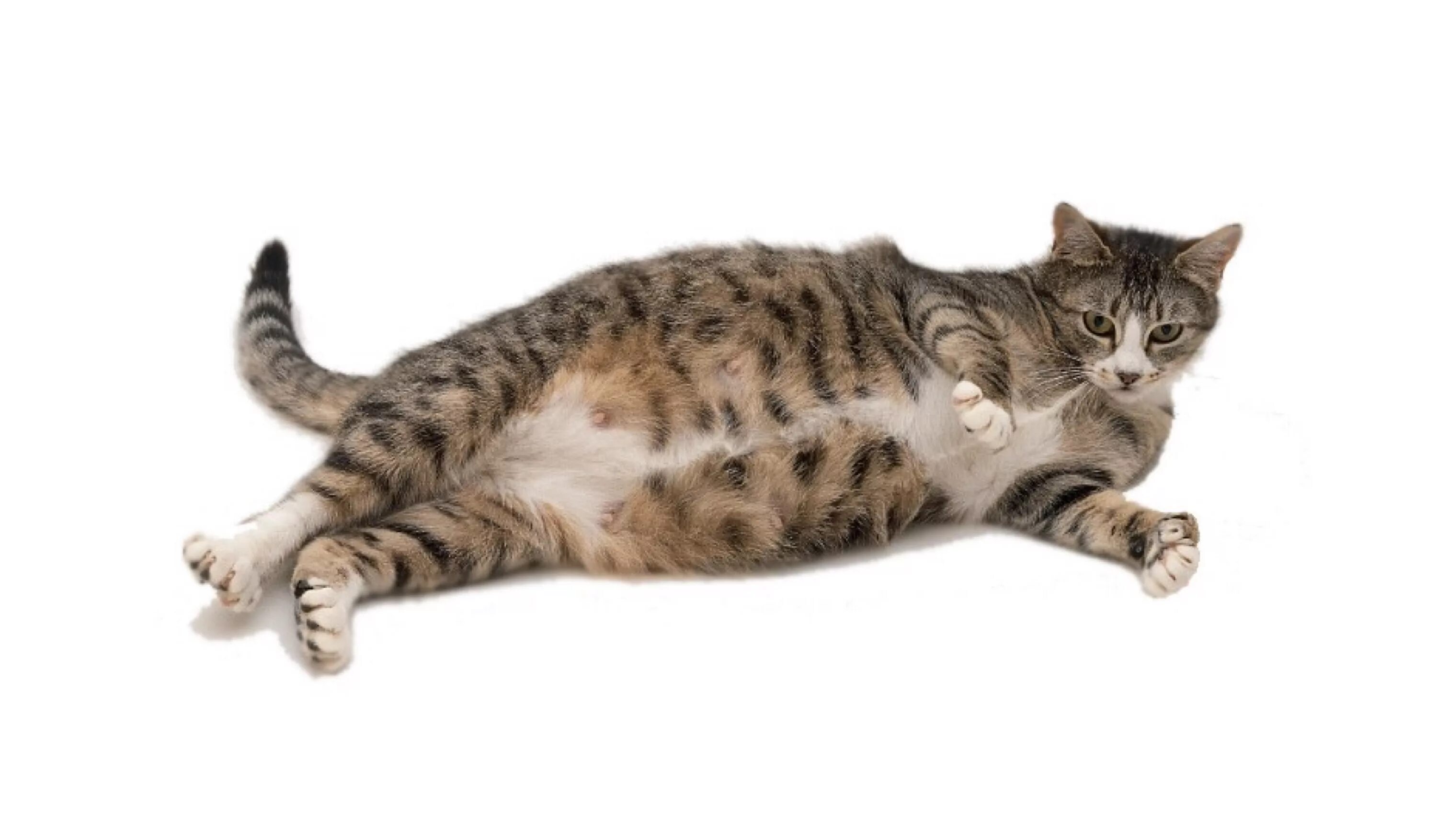 Беременные кошечки. Лежачая кошка. Кот лежит. Кот лежит на боку.