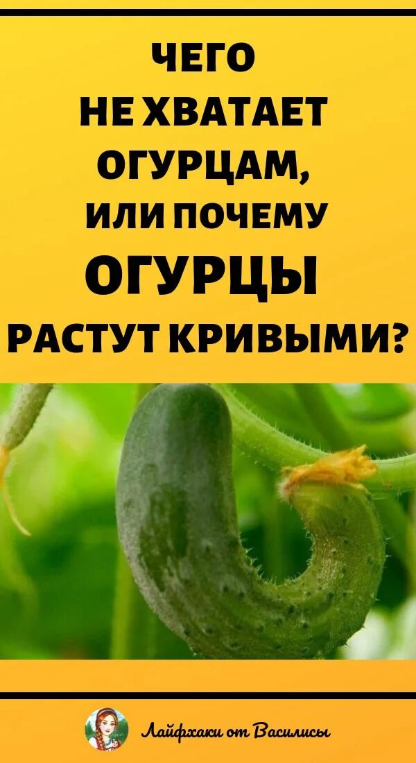 Формы плодов огурца. Огурцы недостаток микроэлементов. Фото огурцов что не хватает. Листья огурцов скручиваются. Чего не хватает огурцам по форме.