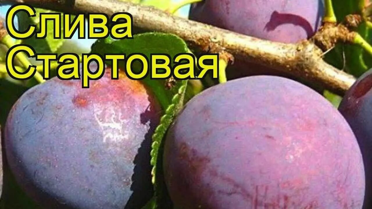 Слива стартовая описание сорта опылители. Слива стартовая. Слива сорт стартовая. Саженцы слива стартовая.