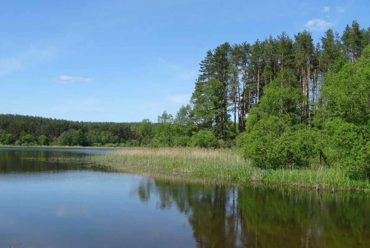 Луговых озерах. Омчино Луга. Большое Луговое озеро. Озеро Луговое Ленинградская. Озеро Луговое Ленинградская область рыбалка.