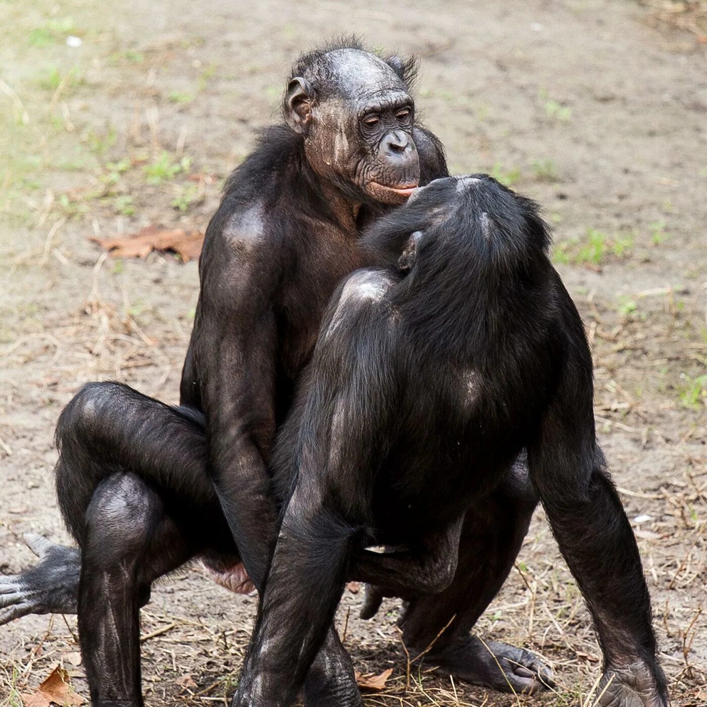 Шимпанзе бонобо спариваются. Бонобо самец. Бонобо семенники. Горилла бонобо. Жесткое спаривание