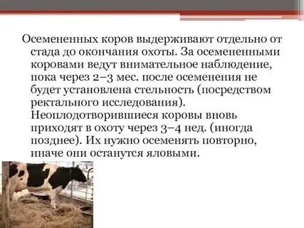 Во время беременности охота