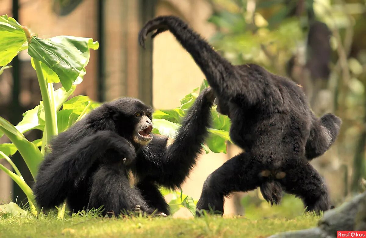 два медведя. коммуникация животных. общение животных между собой. бурундуки семейство. Alouatta).