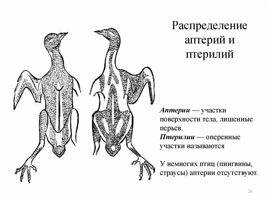 Птерилии и аптерии птицы. Расположение птерилии и аптерии на теле птицы. Птерилии у птиц это. Расположение перьев на теле птицы.