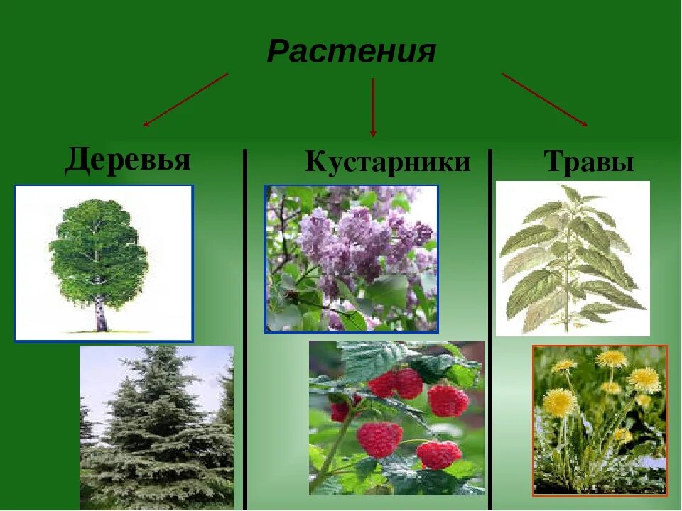 Различные растения. Растения деревья кустарники. Название кустарников и трав. Растительный мир для дошкольников. Какие растение относится к лесу