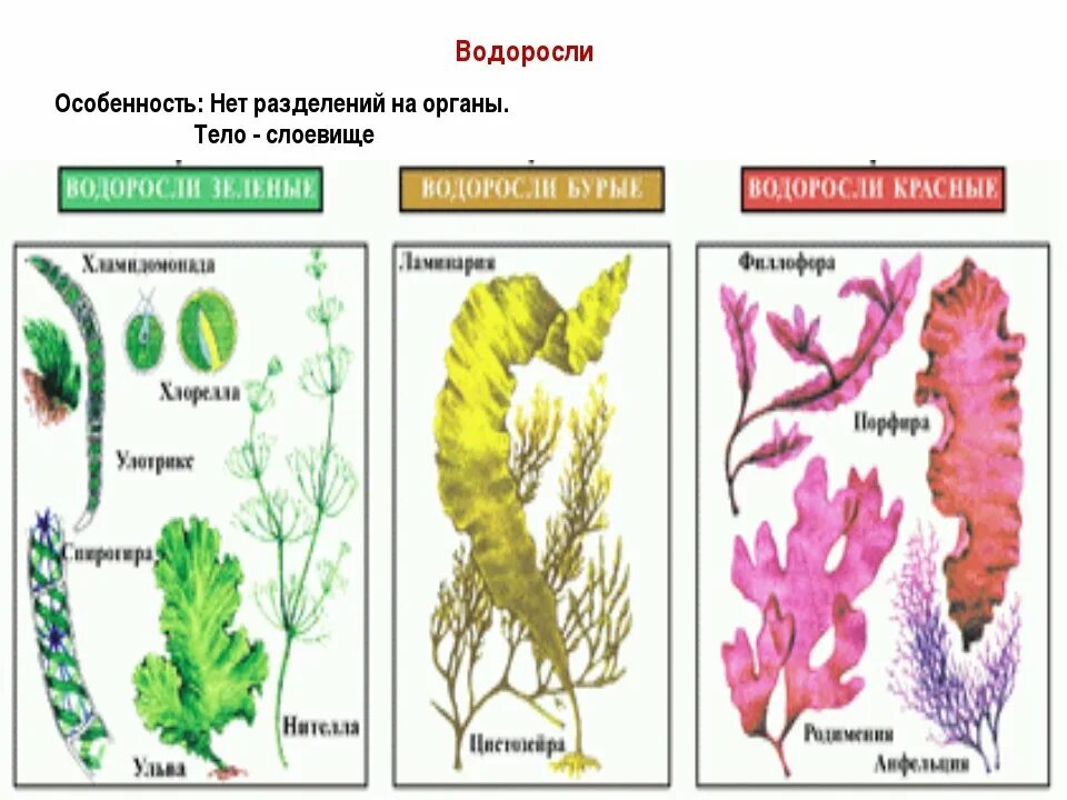 Представители водорослей 5 класс биология. Многоклеточные бурые водоросли. Бурую, красную, многоклеточную зеленую водоросли. Многоклеточные бурые водоросли названия. Разнообразие водорослей 6 класс