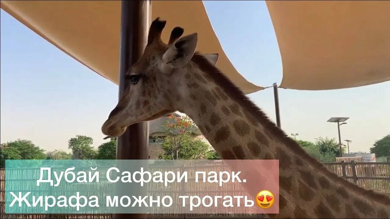 Зоопарк в дубае. Дубайский зоопарк жирафы. Сафари парк абу даби. Билеты в сафари дубай. Dubai zoo дубай.