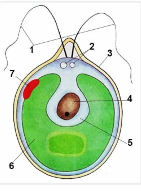 Глазок водоросли. Одноклеточная водоросль хламидомонада. Строение одноклеточной водоросли хламидомонады биология 6 класс. Хламидомонада строение рисунок. Строение одноклеточных водорослей.