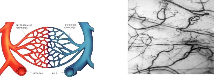 Капилляры сосуда варфрейм. Сосуды микроциркуляторного русла схема. Схема микроциркуляторного русла кровообращения. Сосуды микроциркуляторного русла рисунок. Артериовенулярные анастомозы.