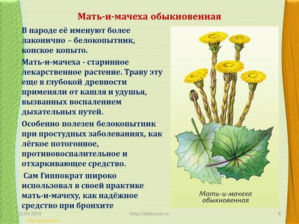 Травянистое растение 2 класс окружающий мир сообщение. Мать-и-мачеха лечебные травы. мать и мачеха и белокопытник. мать и мачеха лекарственное растение. лечебное растение мать и мачеха.