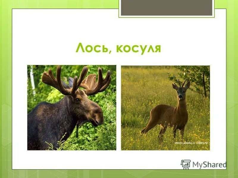 растения в тигирекском заповеднике. олень лось косуля. лось орловская область. лось тюменская область. олень лось косуля.