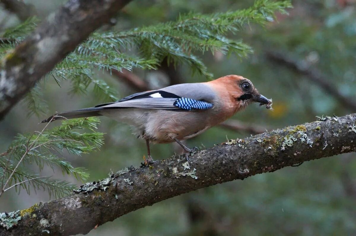 Другая лесная птица. Сойка garrulus glandarius. Птица Сойка Крымская. Сойка Сибирская. Сойка обыкновенная.