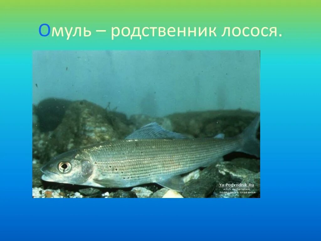 Байкальский омуль описание. Омуль байкальский семейство. среда обитания байкальского омуля. байкальский омуль презентация. родственник омуля.