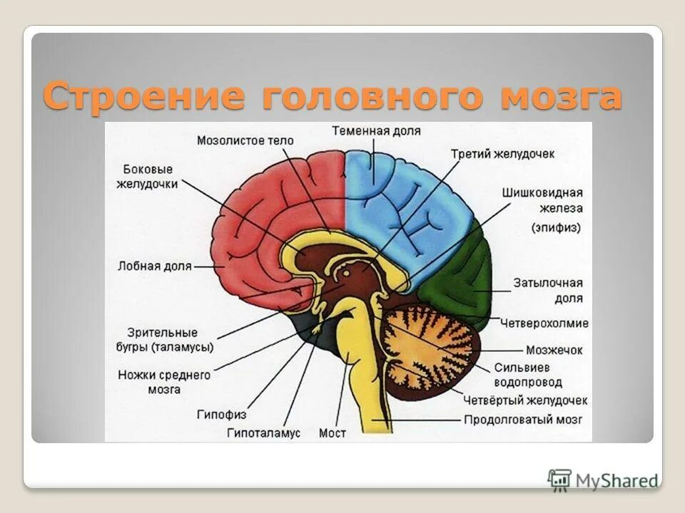 Мозгах 8