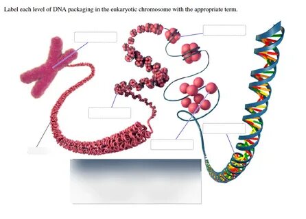 Dna lxngvx