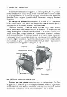 Мышцы большого бугорка плечевой кости