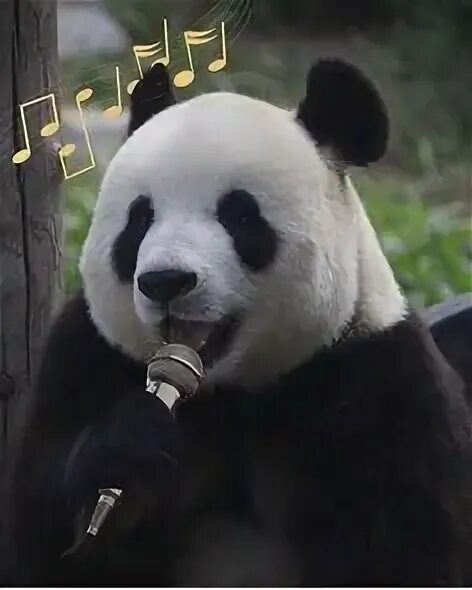 Крутая панда. Pandas official. Pandas official. Панда бамбуковый медведь. Panda official.