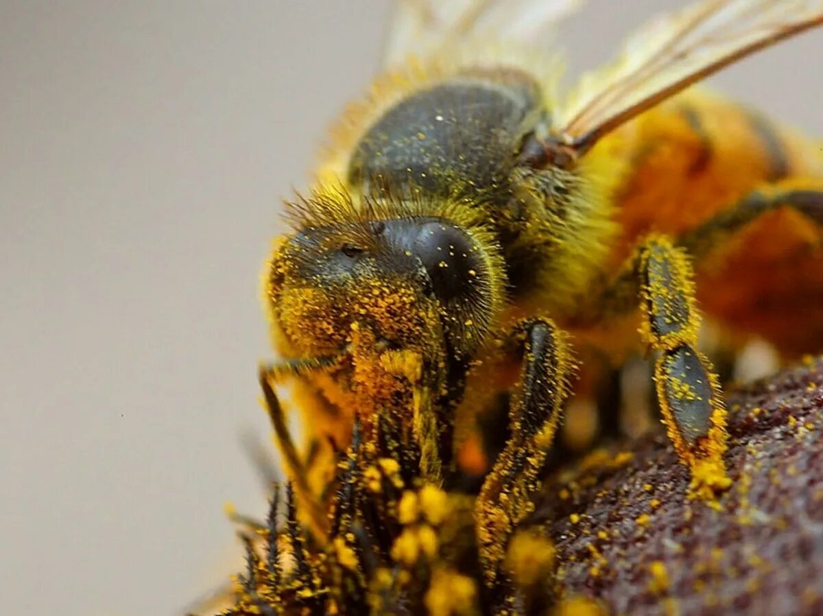 Пчела. Пчела фото. Домашняя пчела. Зимняя пчела.