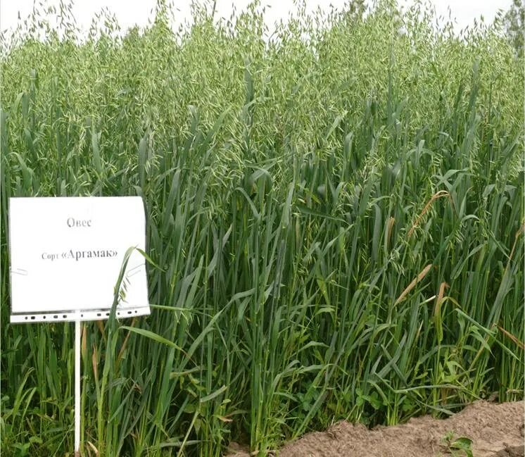 Условия возделывания овса. Сорта овса. Ячмень фураж. Высота овса. Сроки созревания овса.