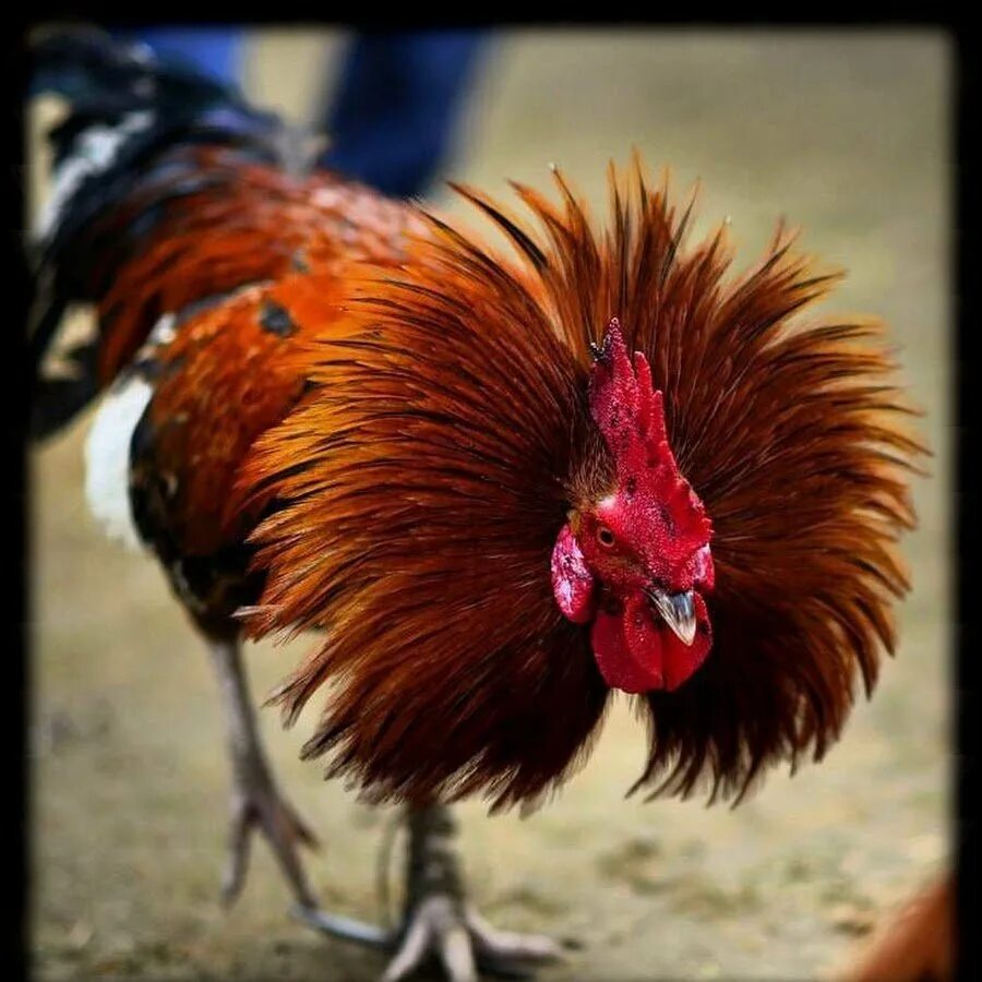 Сонник петух. Видеть во сне фазана. Сонник снится петух. Сновидение петух. Старая курица.